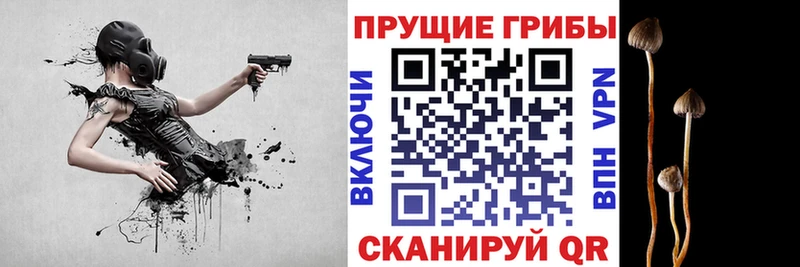 Галлюциногенные грибы Cubensis Гуково